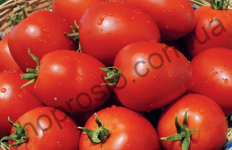 Насіння томату Наміб F1, ранній, кущовий гібрид, "Syngenta" (Швейцарія), 50 шт (Фас)
