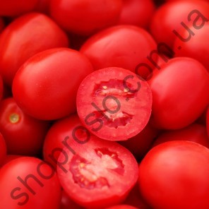 Насіння томату Пєтра Росса F1, середньоранній детермінантний гібрид, "Clause"  (Франція), 1 000 шт