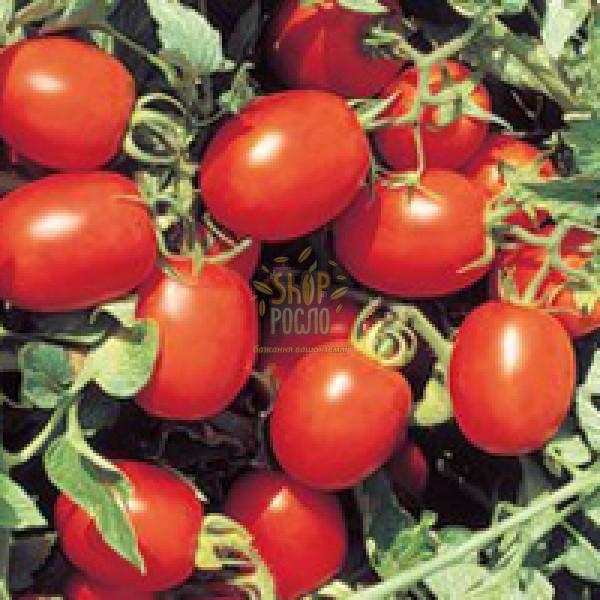 Насіння томату Перфектпил F1, кущовий ранній гібрид, "Seminis" (Голландія), 1 000 шт