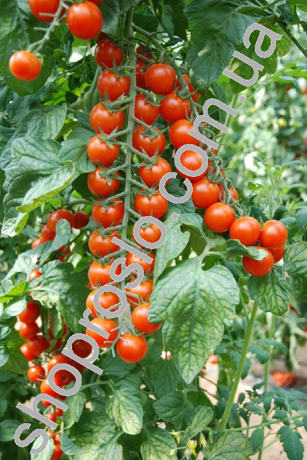 Насіння томату  Сакура F1, індетермінантний. ранній гібрид, "Enza Zaden"  (Голландія), 250 шт