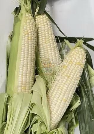 Семена кукурузы Николь  F1, ранний гибрид, суперсладкая,  "Clause" (Франция), 5 000 шт