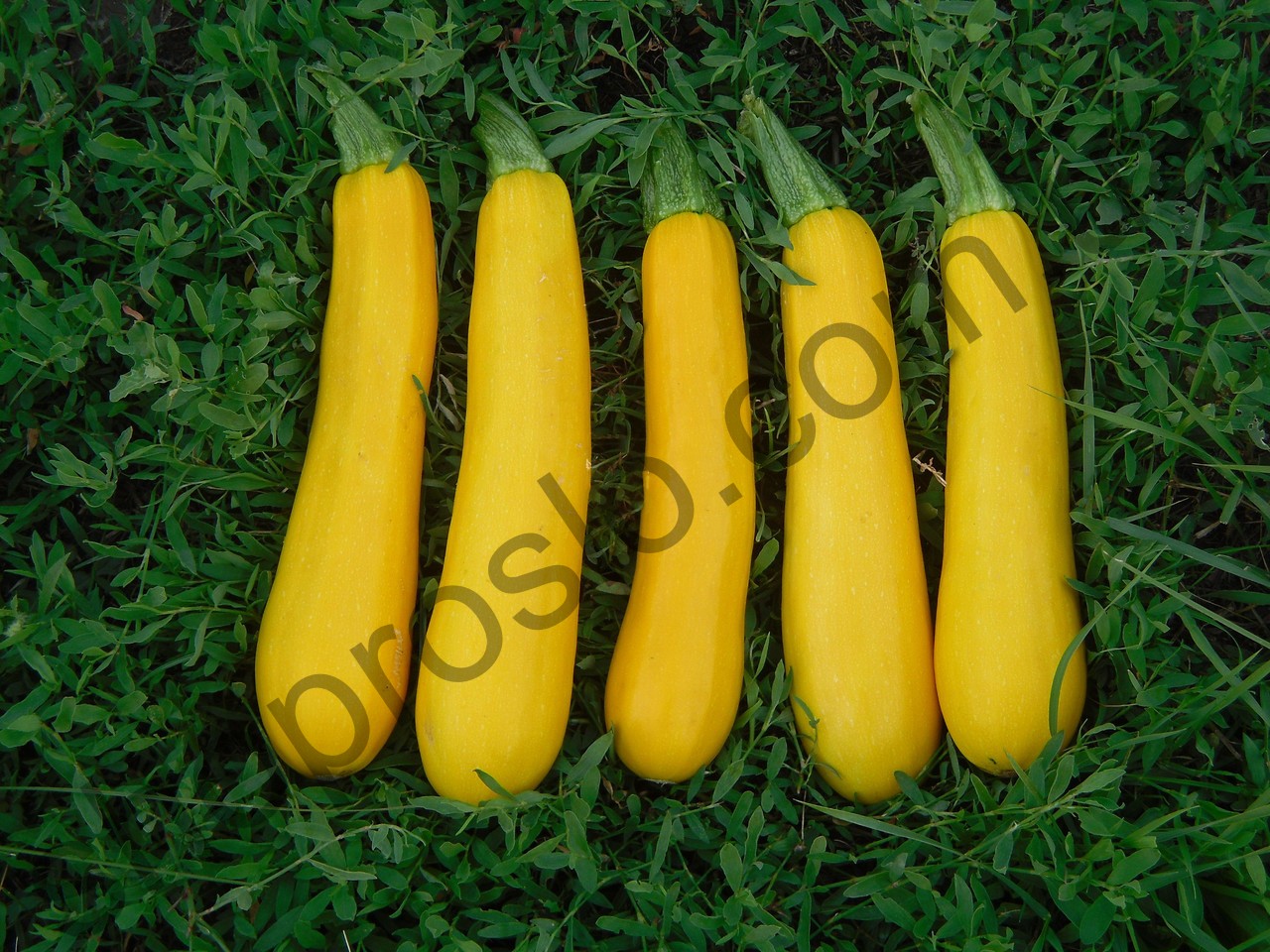 Семена кабачка Санлайт F1, ранний гибрид,  "Clause" (Франция), 1 000 шт