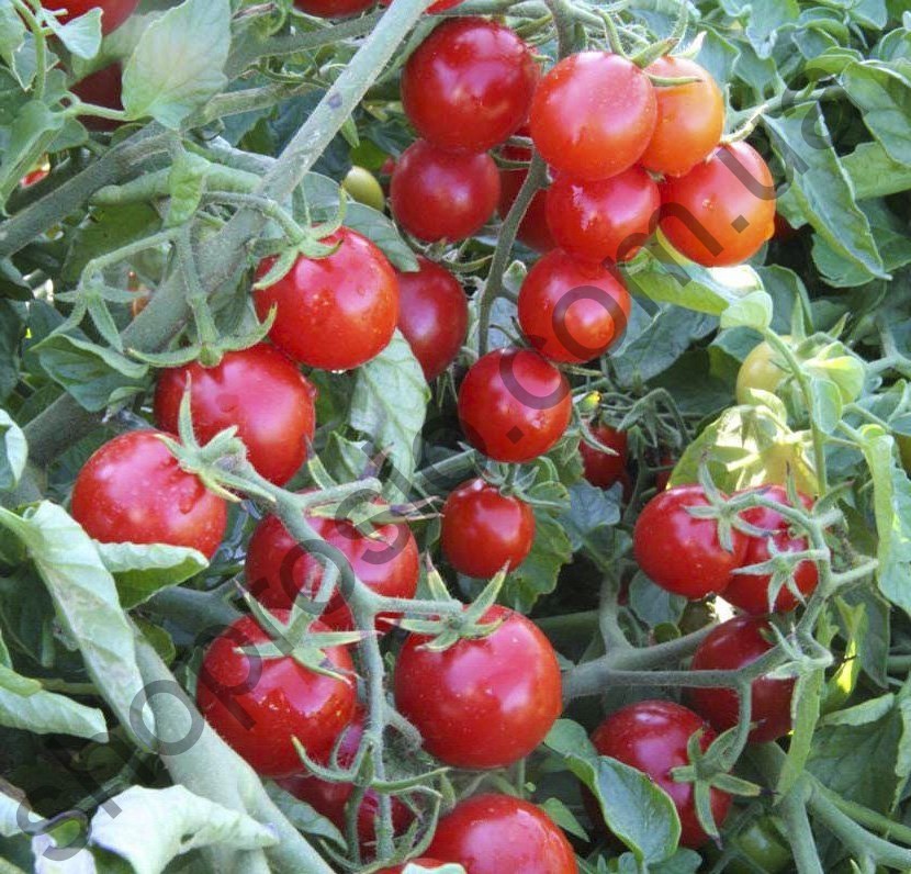 Семена томата Стромболино F1, черри  детерминантный  ранний гибрид, "Unigen Seeds" (США), 1 000 шт