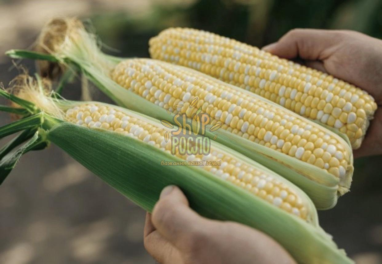 Семена кукурузы БСС 1075 F1, BSS 1075 F1, ранний суперсладкий гибрид, Syngenta (Швейцария), 5 000 шт
