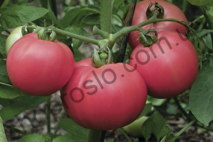 Насіння томату Хапінет F1(Хепінет F1), ранній кущовий рожевий гібрид,"Syngenta" (Швейцарія), 1 000 шт