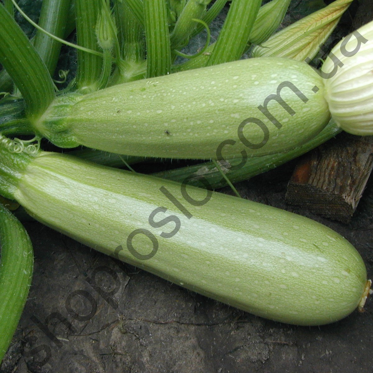 Семена кабачка Алия F1, ранний гибрид, "Clause" (Франция), 2 500 шт