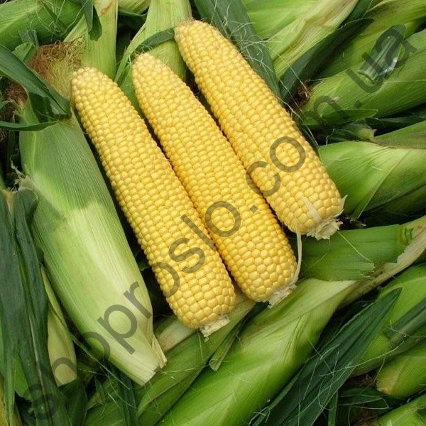 Семена кукурузы Сириус F1, суперранний гибрид, 5 000 шт, "Agri Saaten" (Германия), 5 000 шт