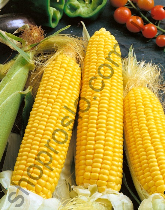 Семена кукурузы ГСС 3071, ранний гибрид, суперсладкая, 100 000 шт "Syngenta" (Швейцария), 100 000 шт