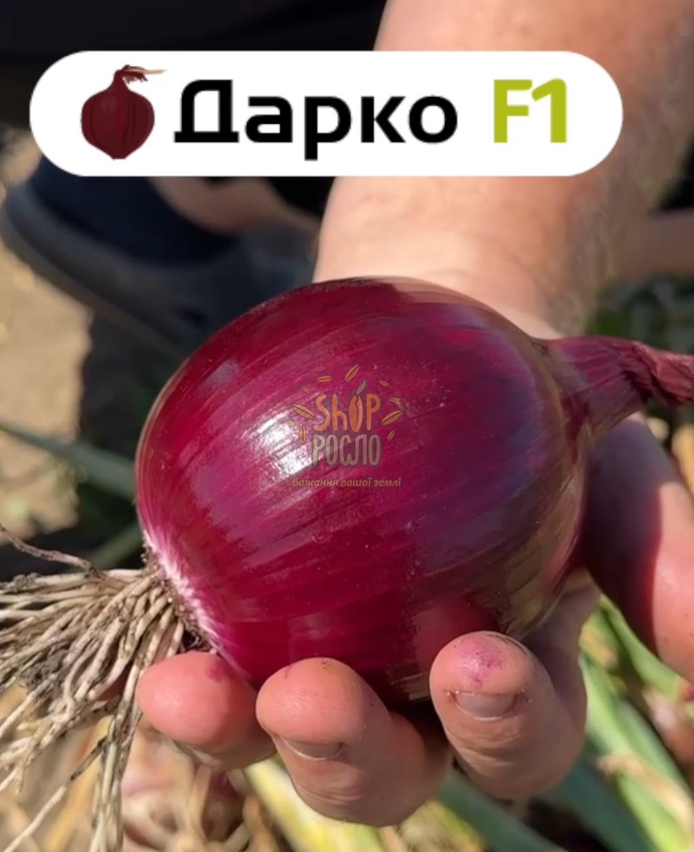 Семена лука репчатого Дарко F1, среднеранний гибрид, Syngenta (Швейцария), 50 000 шт