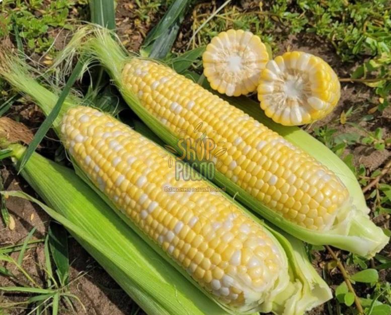 Насіння кукурудзи  БСС 1075 F1, BSS 1075 F1, ранній суперсолодкий гібрид, Syngenta (Швейцарія), 5 000 шт (Акція)