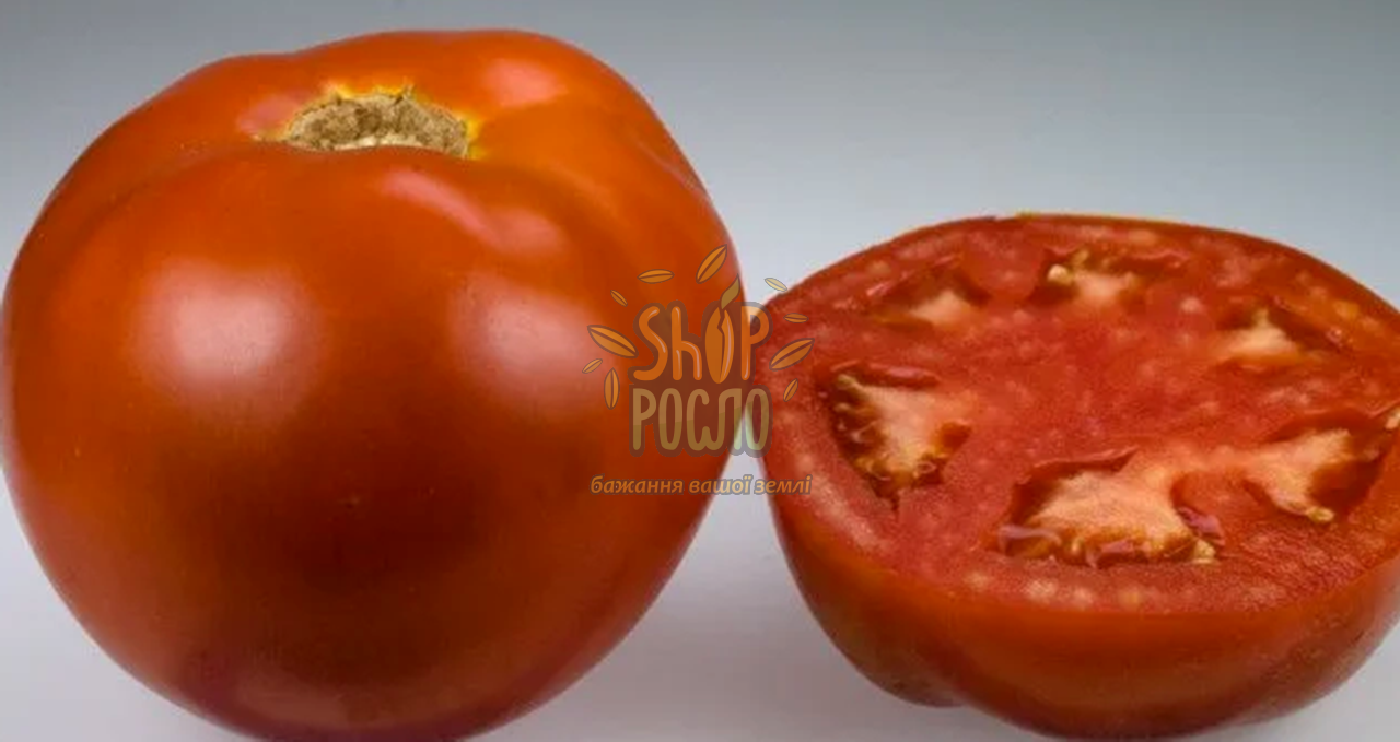 Насіння томату Белла Роса F1, ранній гібрид,"Sakata" (Японія), 1 000 шт ...