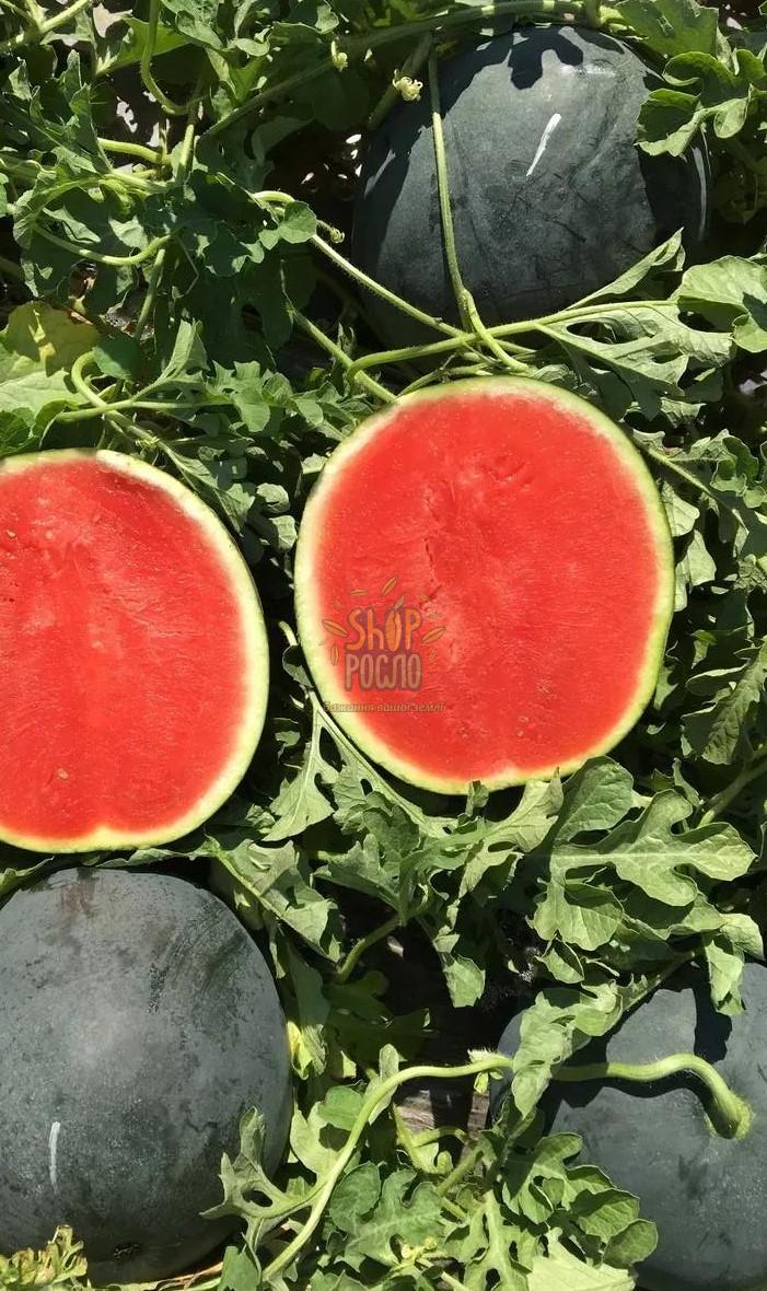 Насіння кавуна Стайл F1, безнасінєвий, ранній гібрид, "Nunhems Bayer" (Голландія), 1 000 шт