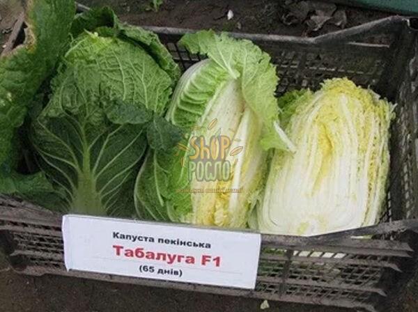 Капуста пекинская Табалуга F1, среднеспелый гибрид, Sakata (Япония), 1 000 шт