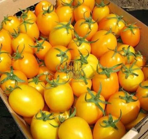 Насіння томату Єллоу Рівер F1, кущовий ранній жовтий гібрид, "United Genetics" (США), 1 000 шт