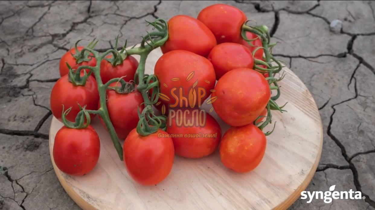 Семена томата Джералдина F1, кустовой ранний гибрид, Syngenta (Швейцария), 1 000 шт