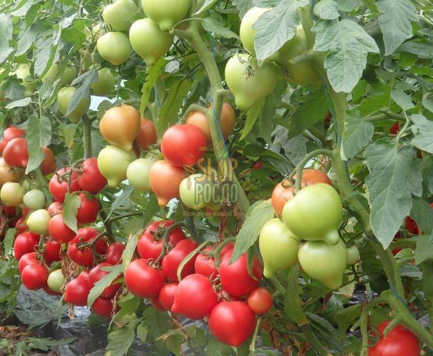 Семена томата Белфорт, индетерминантный  ранний гибрид, "Enza Zaden" (Голландия), 500 шт