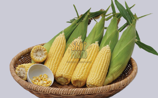 Семена кукурузы Вега F1, среднеранний гибрид, суперсладкая, "May Seeds" (Турция), 5 000 шт