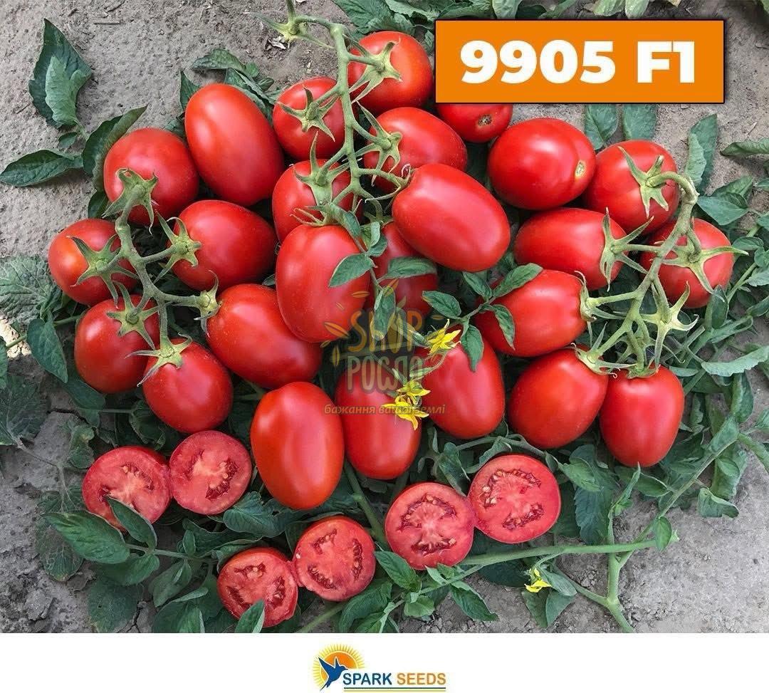 Насіння томату  9905 F1, детермінантний середньостиглий гібрид,  "Spark Seeds" (США), 500 шт