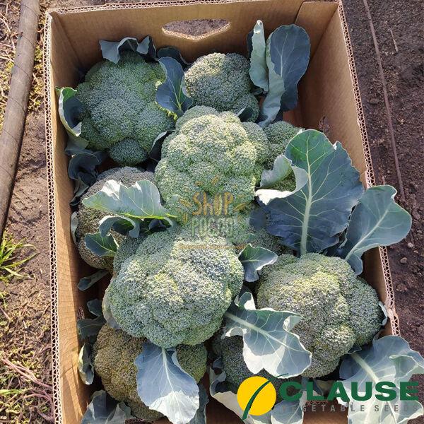 Семена капусты брокколи Вавилон (3572 CLX),  "Clause" (Франция), 2 500 шт