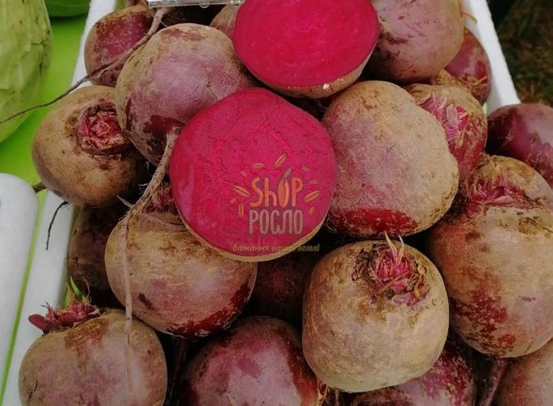 Семена свеклы Детройт, среднеспелый сорт, столовая, "Clause" (Франция), 100 г (Фас)