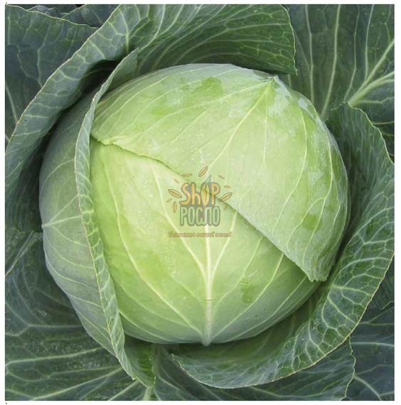 Насіння капусти білоголовой Атрія F1, середньостиглий гібрид, "Seminis" (Голландія), 2 500 шт