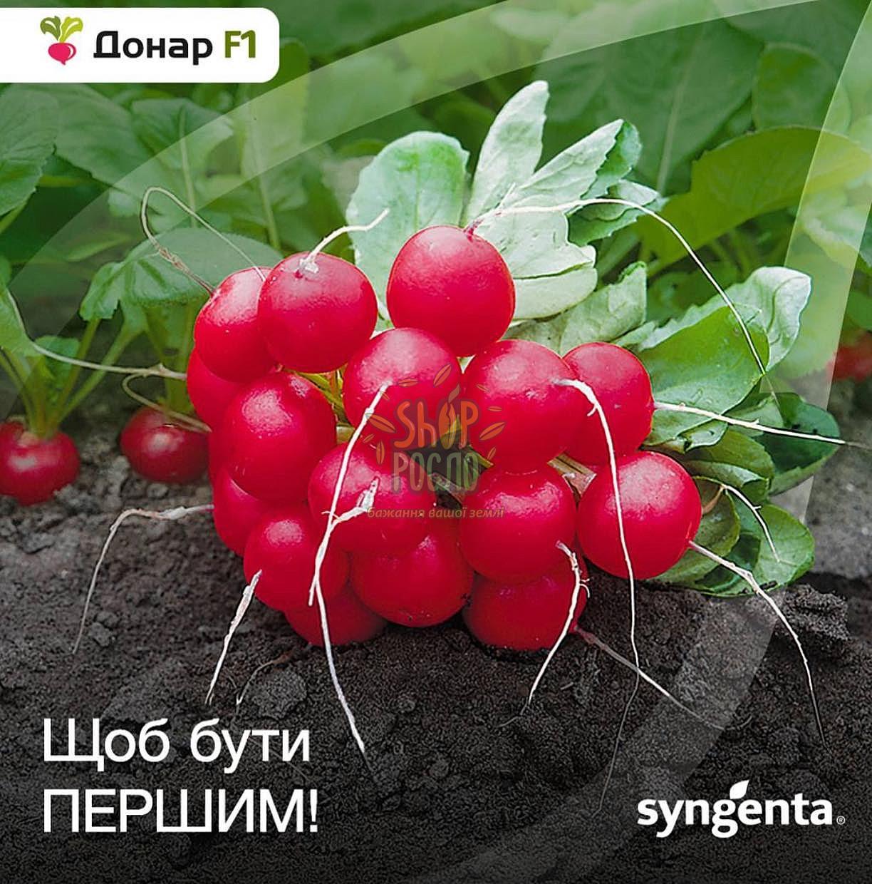 Насіння редису  Донар F1, ранній гібрид,  "Syngenta" (Швейцарія), 10 000 шт