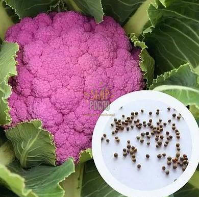 Семена капусті цветной Сицилийская фиолетовая, среднеспелый сорт, Коуэл (Италия), 0,5 г