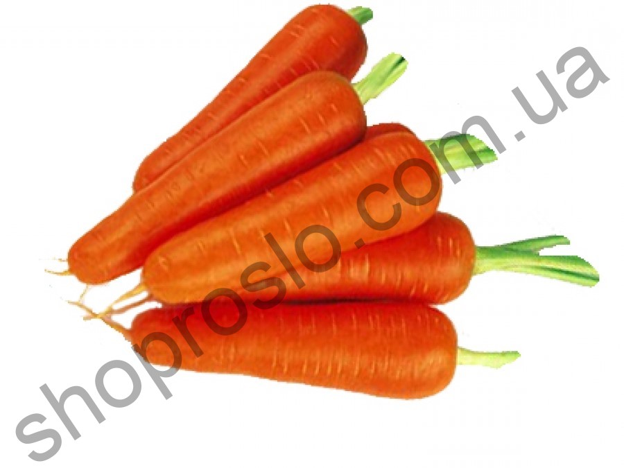 Семена моркови Абако F1, ранний гибрид, "Seminis" (Голландия) ВЕСОВОЙ, 25 000 шт (1,4-1,6)
