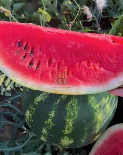 Насіння кавуна Целін F1, ультраранній гібрид"Clause" (Франція), 1 000 шт