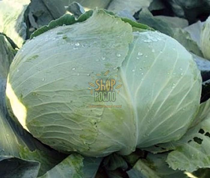 Насіння капусти білоголовой Мавунор F1, середньостиглий гібрид, "Syngenta" (Швейцарія), 100 шт (Фас)