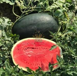 Насіння кавуна  CRX 10041  F1, ранній тип шуга бейбі, "Cora Seeds" (Італія), 1 000 шт