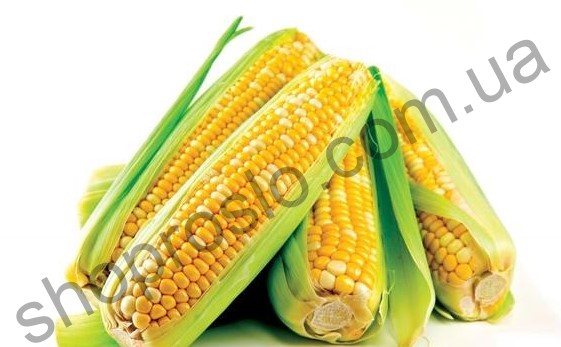 Семена кукурузы Камберленд F1, "Clause" (Франция), ФАСОВКА, 5000 шт