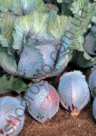 Семена капусты краснокочанной Рокси F1, поздний гибрид, 2 500 шт, "Seminis" (Голландия), 2 500 шт