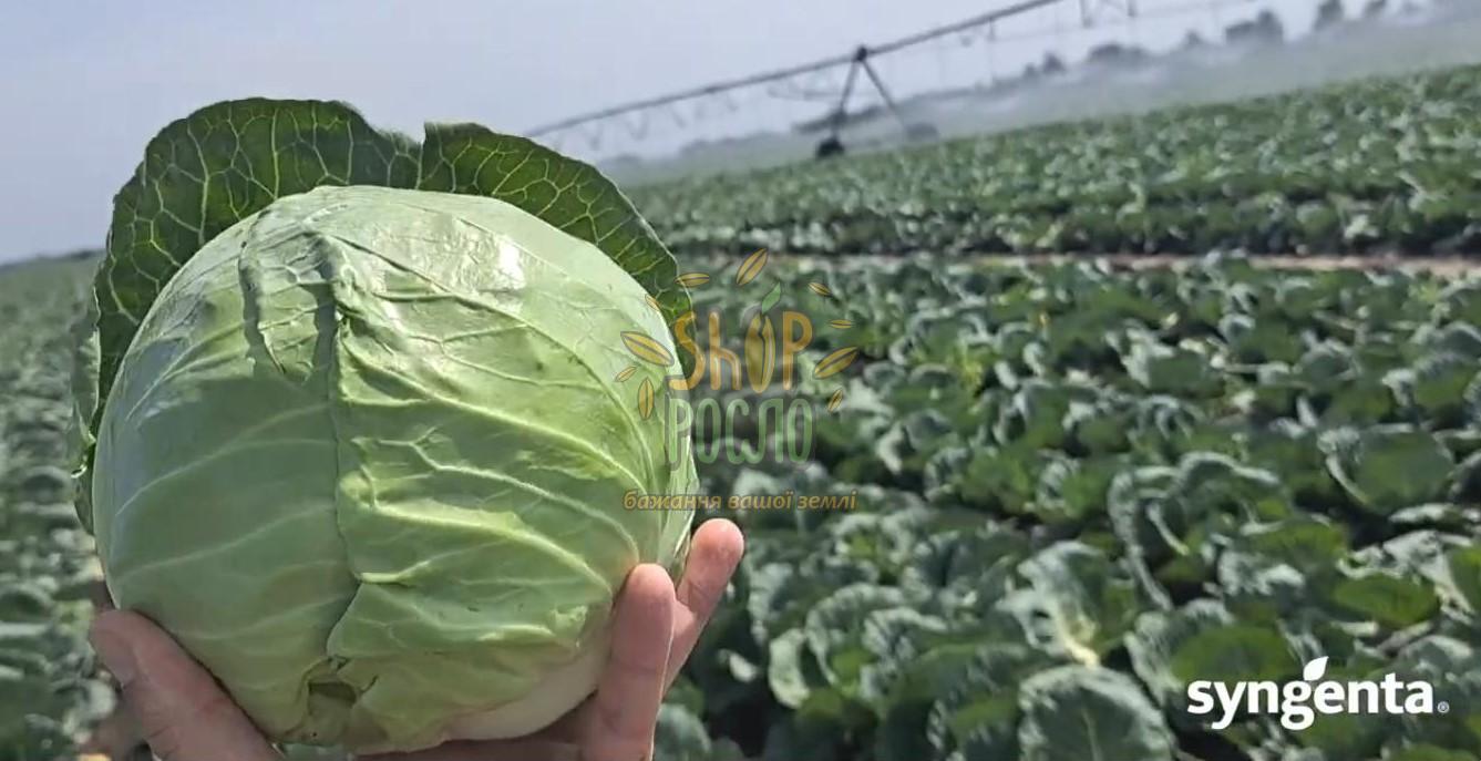 Семена капусты белокочанной Галликан F1, среднеранний гибрид,Syngenta (Швейцария), 2 500 шт