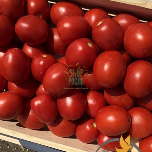 Семена томата 9969 F1, детерминантный, ранний гибрид,"Spark Seeds" (США) , 5 000 шт