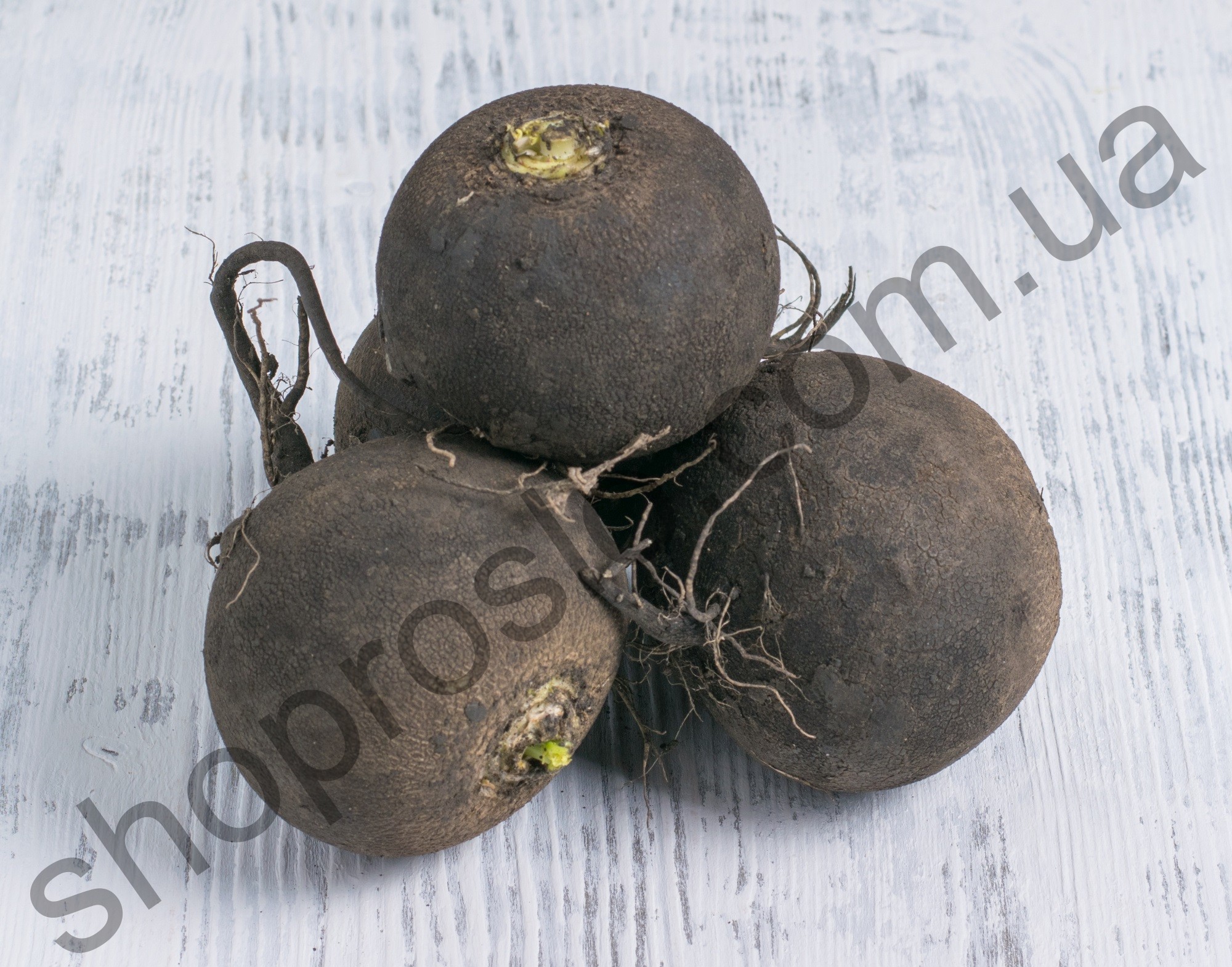 Семена редьки Кулата, среднеспелый сорт, черная, " "SEMO" (Чехія), 1 кг