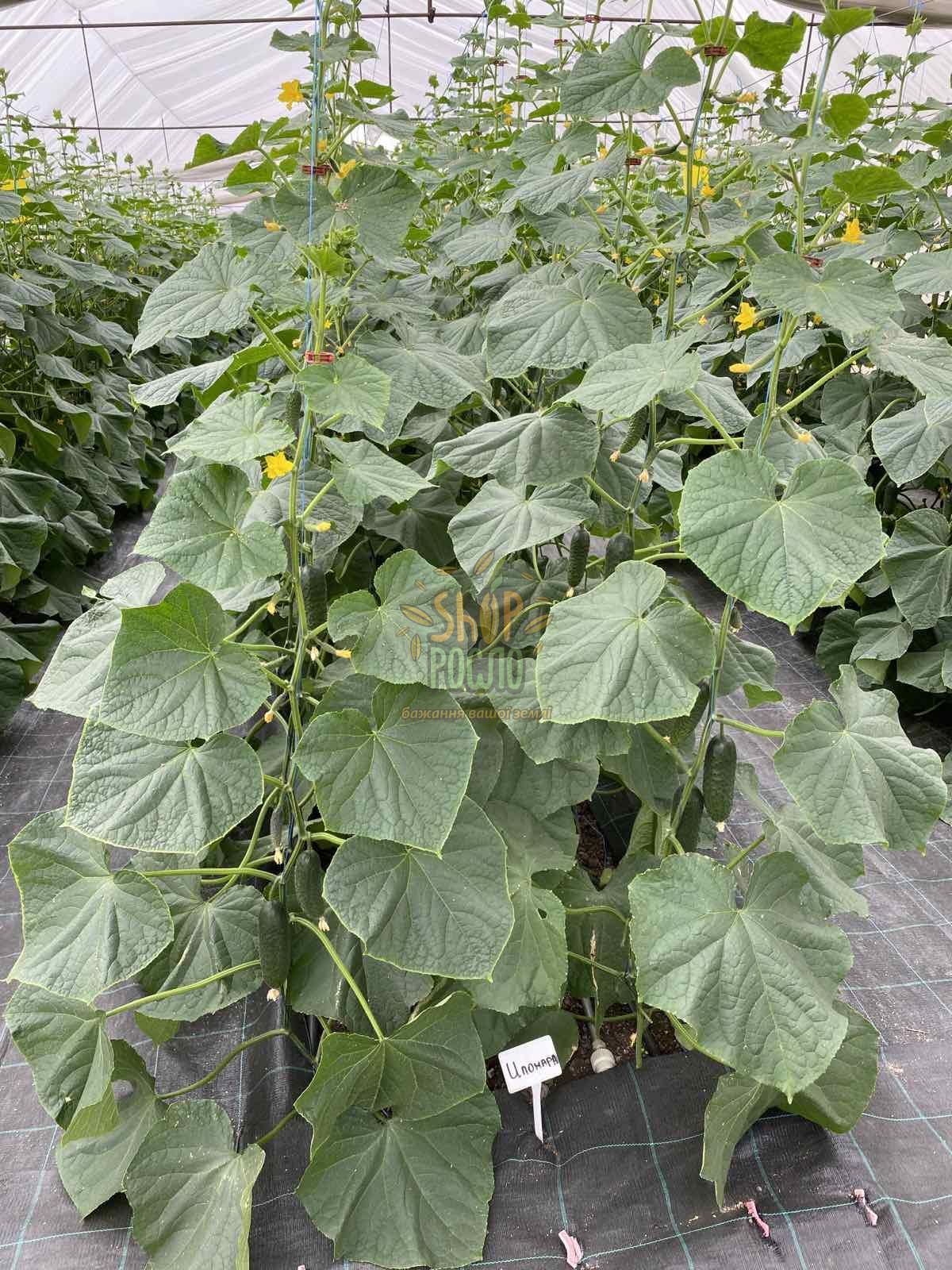 Насіння огірка Ілонара F1, партенокарпічний, "Rijk Zwaan" (Голландія), 1000 шт