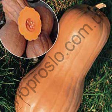Семена тыквы Виолина, среднеспелый сорт, "Коуэл" (Германия), 50 г