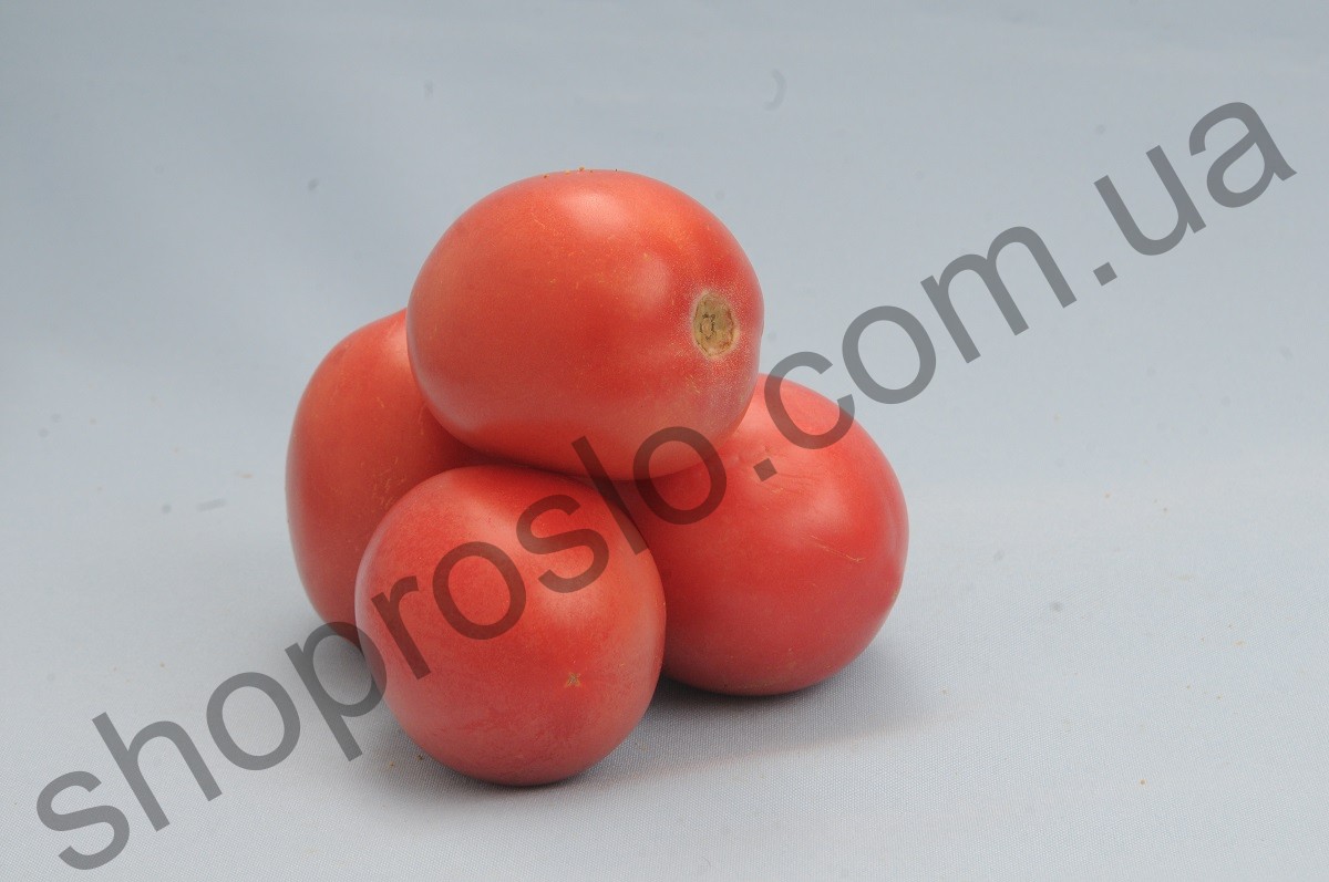 Семена томата Камелот F1, детерминантный, ранний гибрид, 1 шт, "Lark Seeds" (США) ФАСОВКА, 50 шт