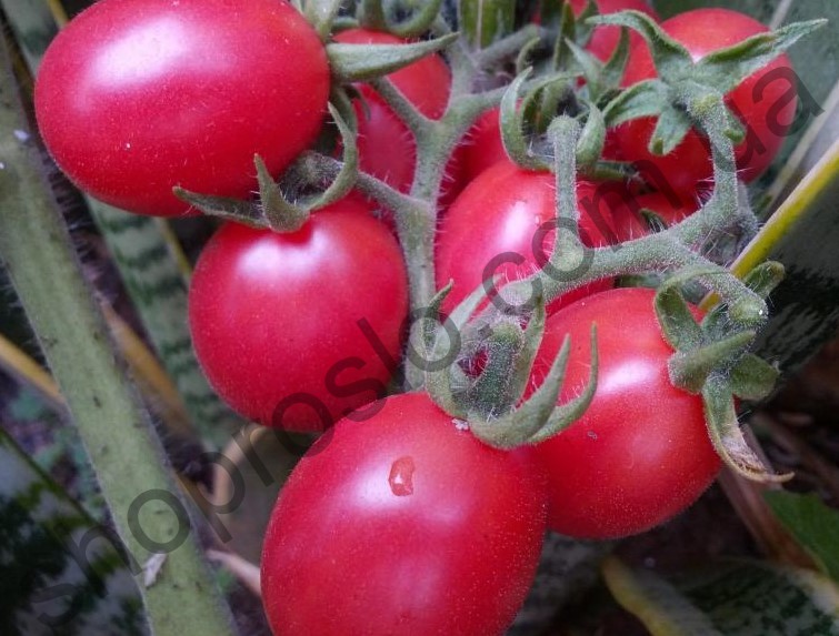 Насіння томату Рожевий Новачок "НІЦССА" (Молдова), 1 г