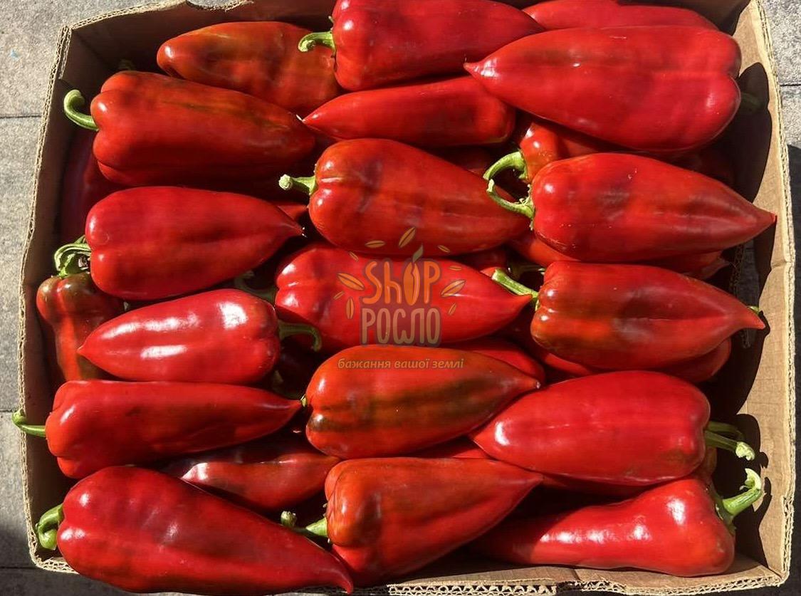 Семена перца Шинако КС 2458 F1 / KS 2458 F1,ранний тип капия гибрид, Kitano Seeds (Япония), 500 шт