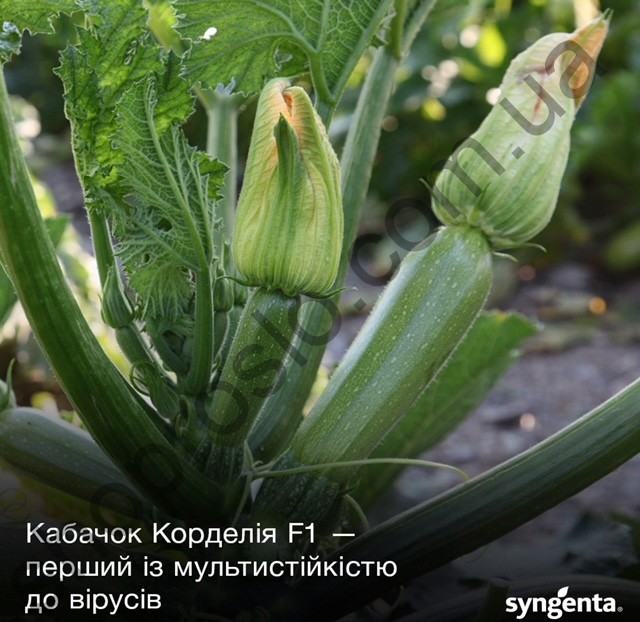 Семена кабачка Корделия F1, ранний гибрид, Syngenta (Швейцария), 500 шт