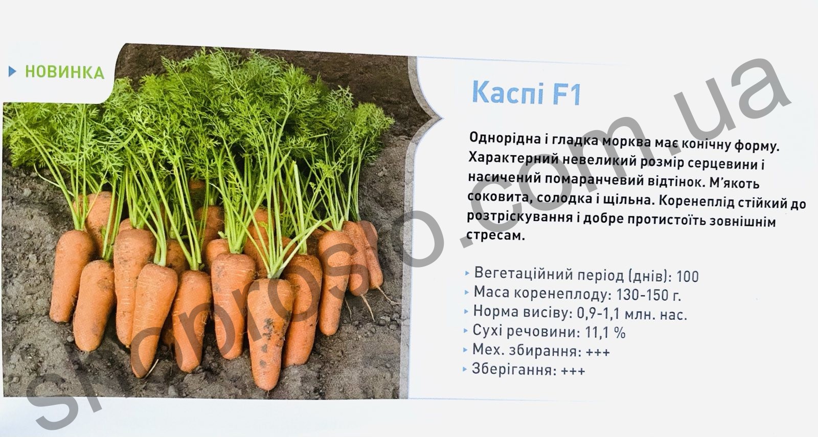 Морковь Каспи F1, ранний гибрид, тип шантанэ, Bejo (Голландия), 100 000 шт (1,8-2,0)