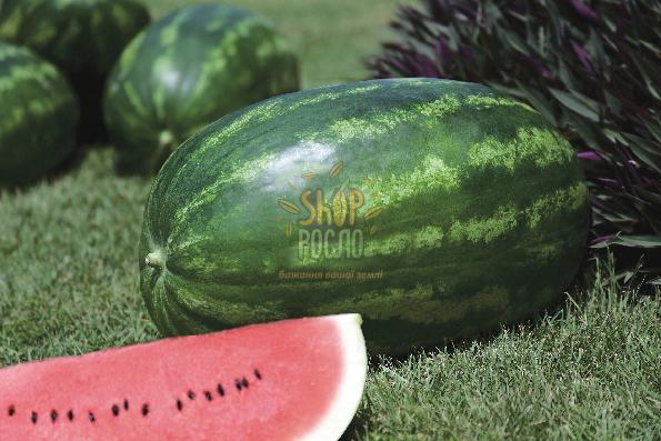 Насіння кавуна  Амфіон F1, "Takii Seeds" (Японія), 1 000 шт