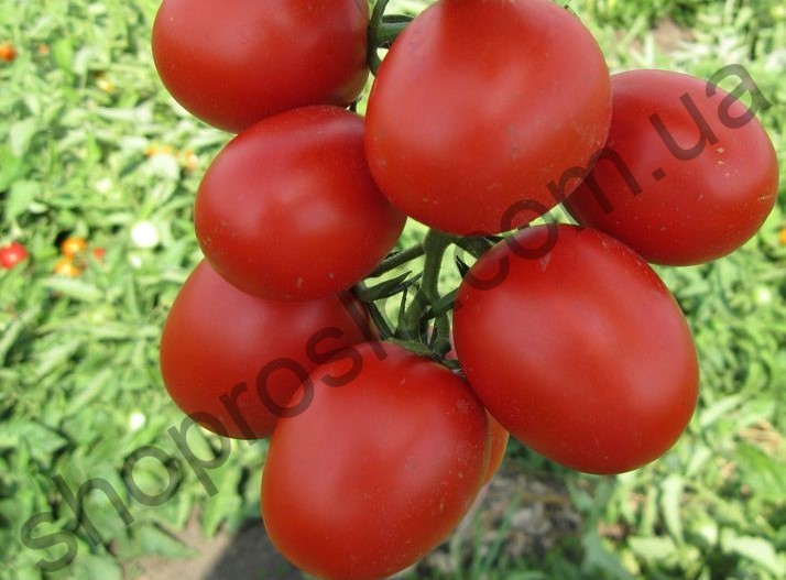 Семена томата Грандо F1, детерминантный, среднеспелый сорт, 5 000 шт, "Lark Seeds" (США), 5 000 шт