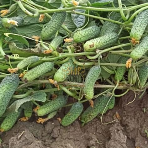 Семена огурца Диез F1, ранний гибрид, партенокарпический, Rijk Zwaan (Голландия), 1 000 шт