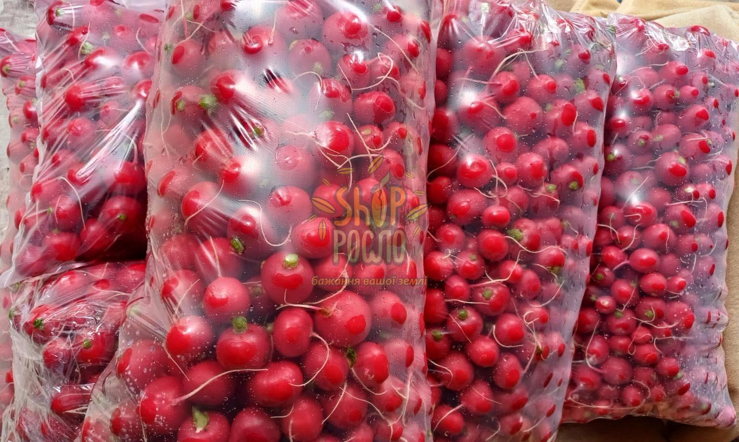 Насіння редису Аутелла F1, ранній гібрид, "Hazera"  (Ізраїль), 50 000 шт (3,40-3,60)