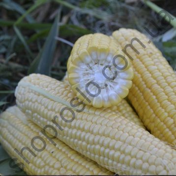 Семена кукурузы 1709 F1, ранний гибрид, суперсладкая, "Spark Seeds" (США) ФАСОВКА, 50 шт