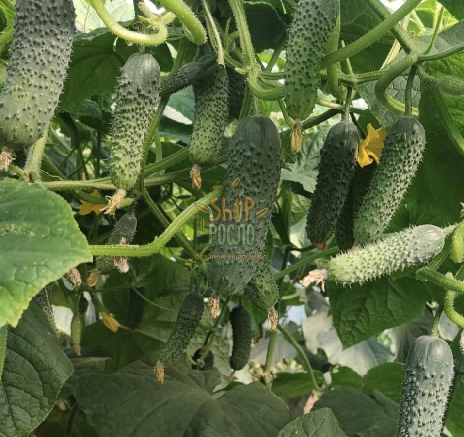 Семена огурца Барвина F1, ранний, партенокарпический, "Nunhems Bayer"  (Голландия), 20 шт (Фас)