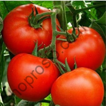 Насіння томату  Матіссімо F1, "Seminis"  (Голландія), 500 шт